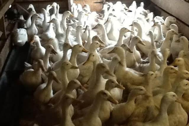 200 'lovely' white ducks also need a home