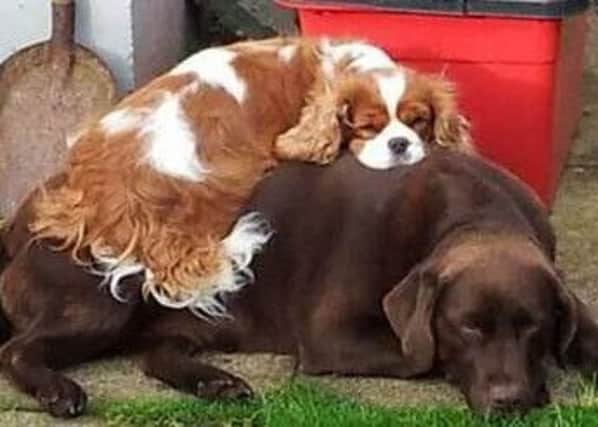 Will the title of sleepiest pet be brought home to Crawley? Pictured: Debbie Smallwood's spaniel, another contender