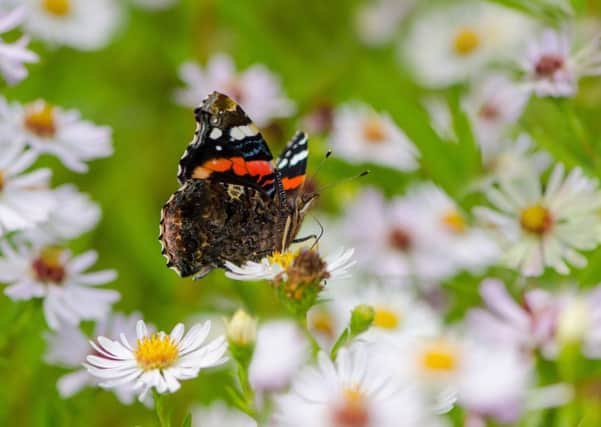 Red Admiral. Photo: Tim Melling, Butterfly Conservation