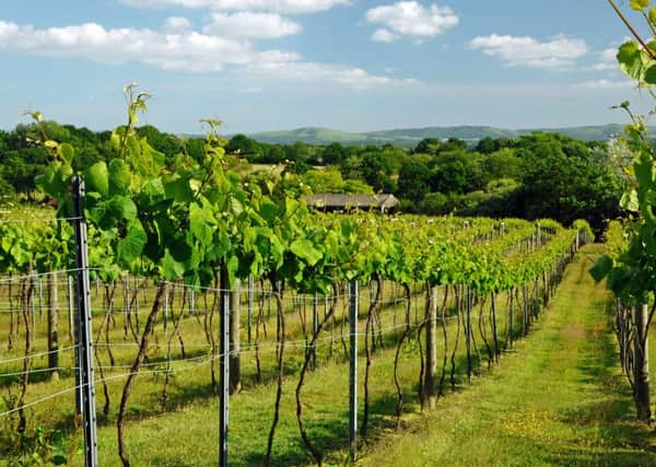 Award-winning Bolney vineyard