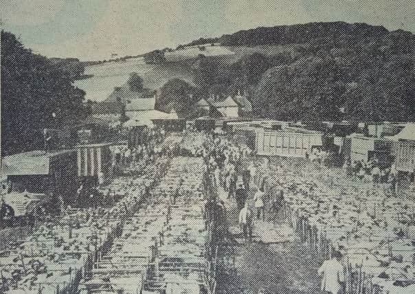 Thousands of sheep in pens await the bidding at Findon Sheep Fair on Saturday, September 10, 1966