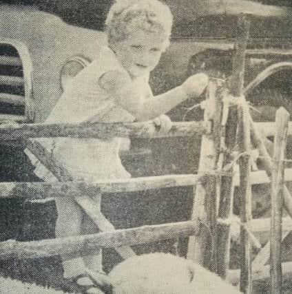 Jennifer Bateman, aged two, making new friends at the 1966 Findon Sheep Fair