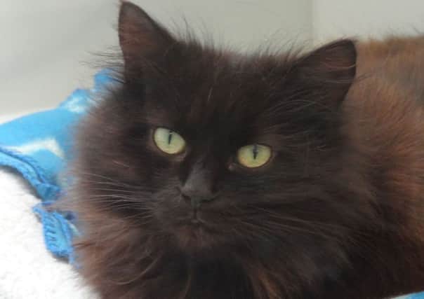 Bluebell Ridge resident Rose is looking for a loving home
