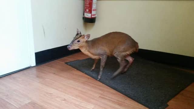 The deer found in Coffee Republic. Photo by Tracy Honey