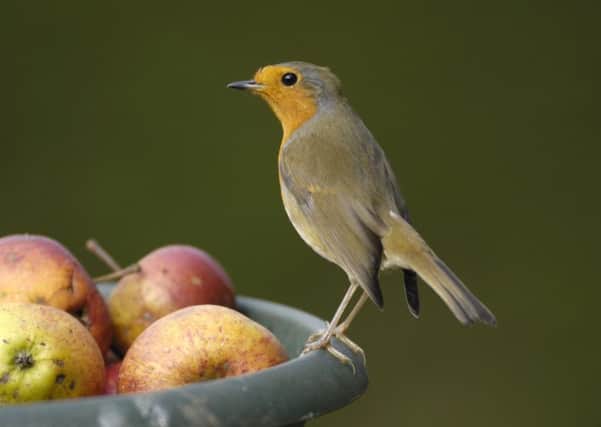 Robin, Erithacus rubecula, perched on bowl of windfall apples in garden.