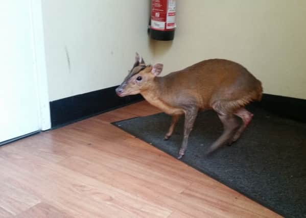 Eastbourne Coffee Rebublic muntjac deer, photograph courtesy of PCSO Tracy Honey SUS-170920-122535001