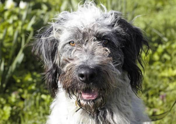 German Wirehaird Pointer Otty is looking for a home