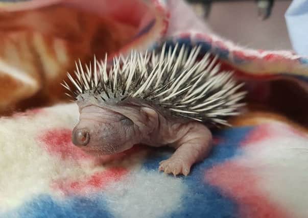 Baby hedgehog from Polegate SUS-170927-095826001