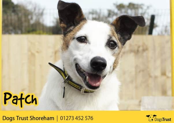 Patch needs a quiet and peaceful home life with a settled routine