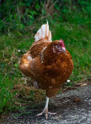 There is an urgent need of more homes for hens in Arundel