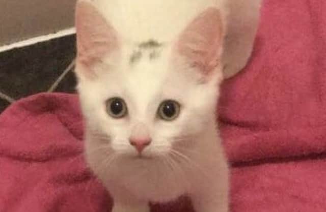 The body of the white kitten, known as Smidge, was found on Saturday (September 23) SUS-170929-125735001