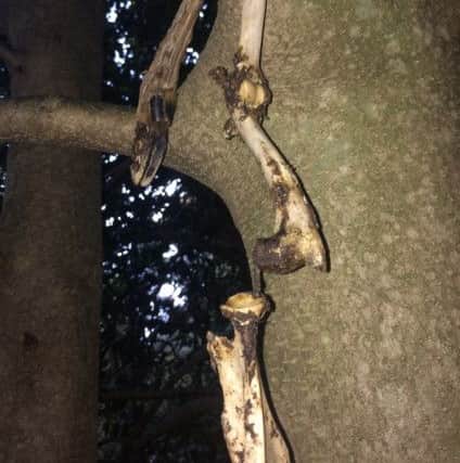 Animal bones have been found scattered in trees in Fittleworth Common
