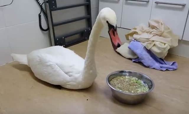 The swan was tangled in 10 metres of the fishing line, according to East Sussex Wildlife Rescue and Ambulance Service