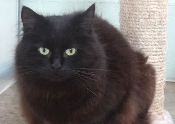 Beautiful black cat Rose is one of the residents at Bluebell Ridge who is looking for a loving new home.