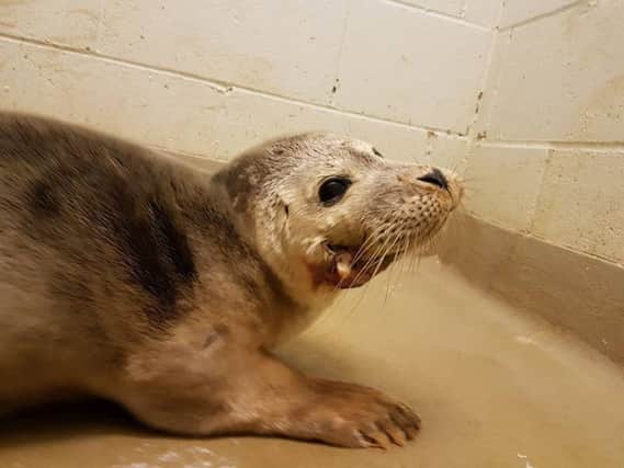 Injured seal, rescued from Hastings beach on October 3