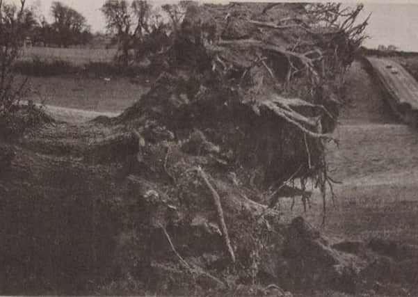 Giant oaks, which have stood for a thousand years in Petworth Park, were torn up and discarded by the hurricane-force storm