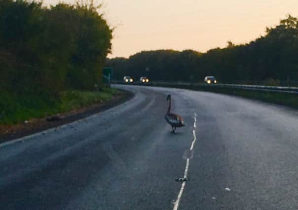 PC Steve Taylor found the swan on the A27 this morning. Picture: Sussex Police/Steve Taylor