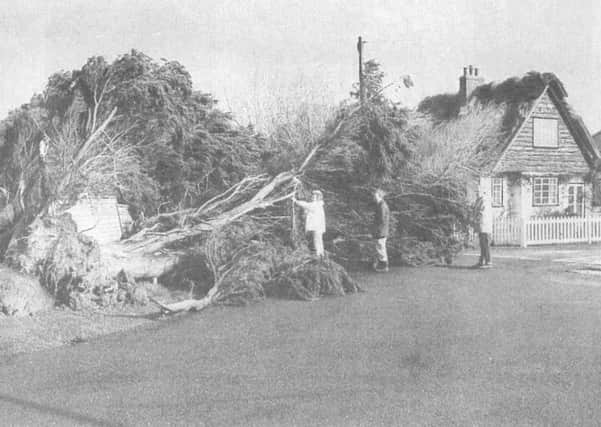 Ocean Drive, South Ferring: Just one of several huge trees which crashed down in the early hours of October 16, 1987, and cut off big areas of the village