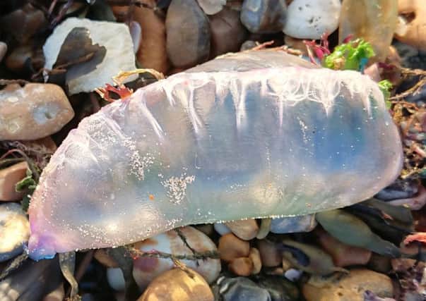 Annette Wassell took this picture of a Portuguese man-of-war at East Worthing beach on Saturday