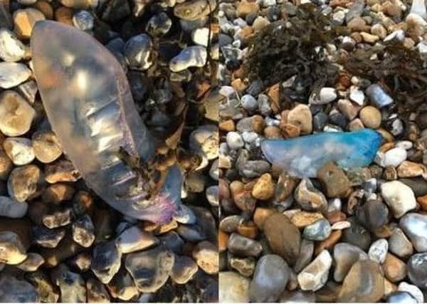 The man-of-war photographed by Jonathan on West Wittering beach this morning