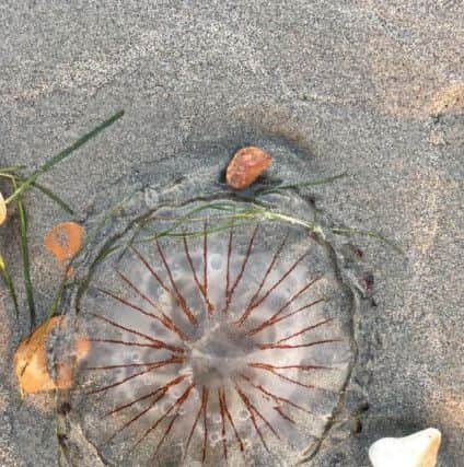 A compass jellyfish also captured by Jonathan on West Wittering