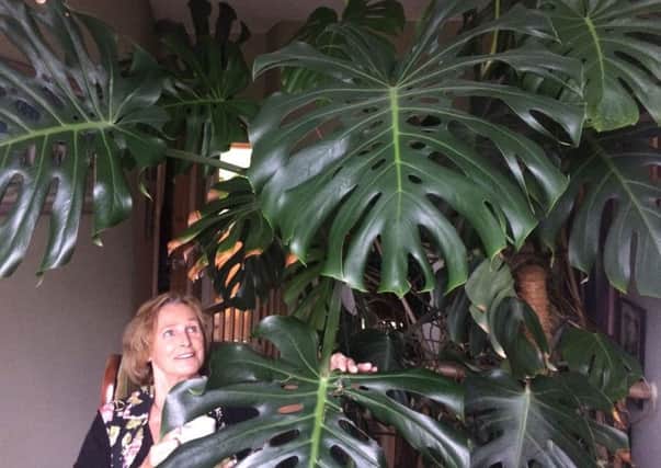 Edith Rogerson dwarfed by the giant Monstera Deliciosa plant