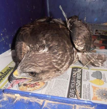 A buzzard was rescued from a barbed wire fence