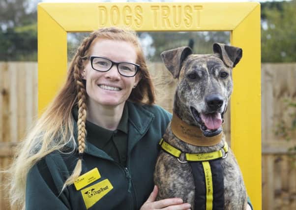 Canine carer Jemma Murray celebrates her ten year anniversary helping hounds, including Nesse the Lurcher, at Dogs Trust Shoreham
