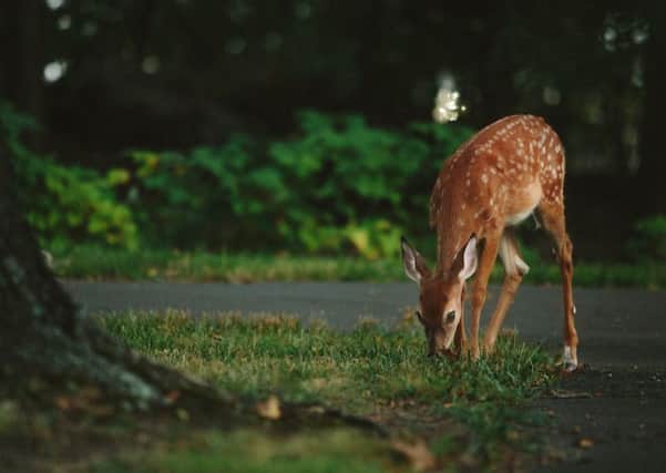 Thousands of deer are involved in crashes along the countrys roads.