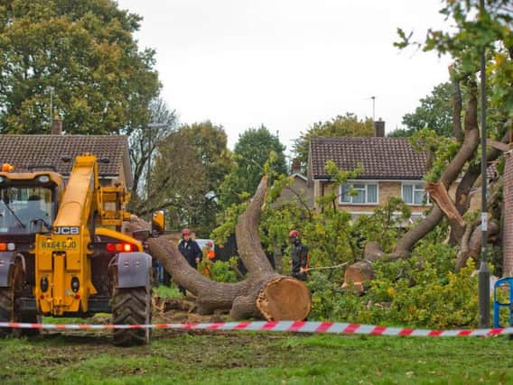 Work to remove the tree