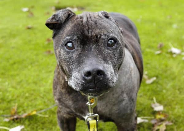 Staffordshire Bull Terrier Bert is now back to health. Picture: Dogs Trust