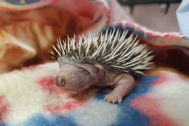 A baby hedgehog, or hoglet, rescued from Polegate, East Sussex, by WRAS