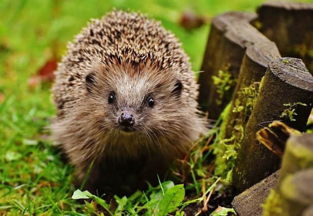 Bonfire makers are asked to keep a lookout for nesting hedgehogs