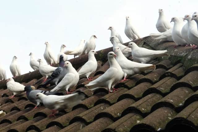 The Doves on the roof of Lynda's Southbourne home.ks171130-4 SUS-171031-192514008