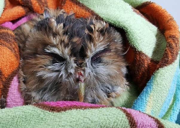 Wrapped up warm: a road casualty tawny owl SUS-170111-134022001