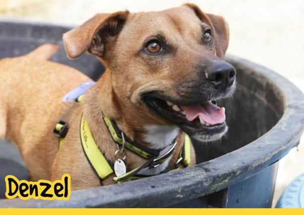 Denzel is best be suited to a peaceful, adult-only home with a garden