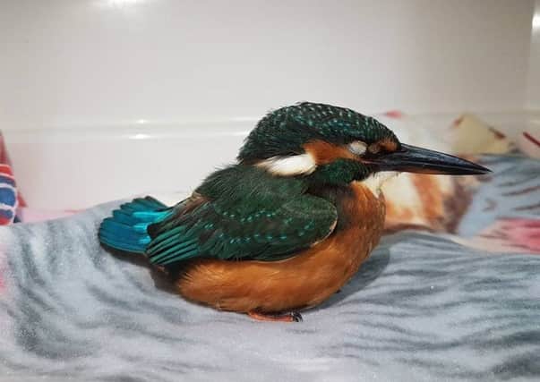 Kingfisher from Eastbourne SUS-170811-104118001