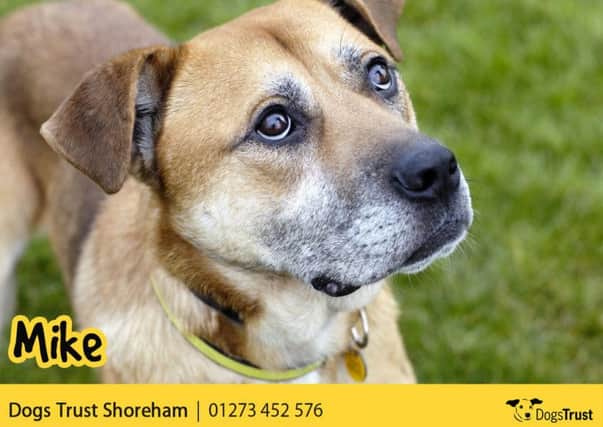 Mike is looking for a family who will always have time to keep him company