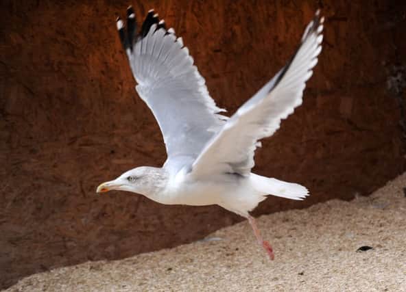 Residents have been attacked in their gardens by aggressive seagulls