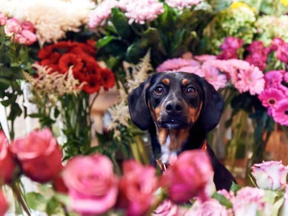 Peggy in her owners florist, Florian in Brighton