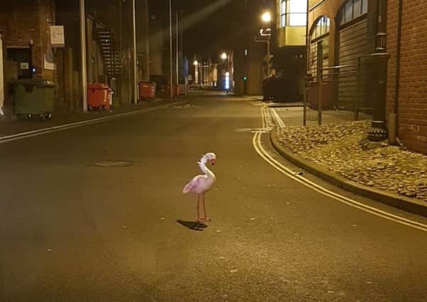 A flamingo caused a bit of a flap after being spotted by police in Horsham town centre. Photo by Horsham Police.