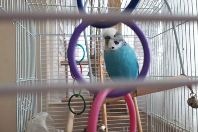 Billy the budgie