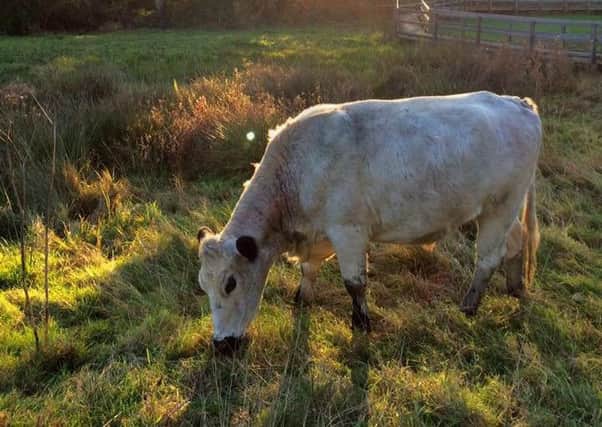 Late sun on White Gate Lag with British White cattle. Photo contributed by Friends of Chesworth Farm. x0i2G17fprhRNNqltGzL